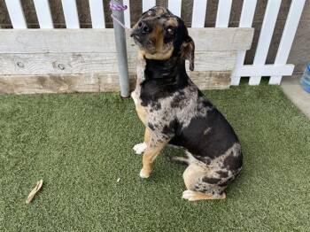 Pit Bull Terrier and Mixed Breed Dogs Available for Adoption in Modesto, California - A609286 | PetCurious