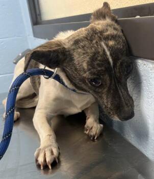 Chihuahua Dogs Available for Adoption in Lawrenceville, Georgia - Pen 225d Margo | PetCurious