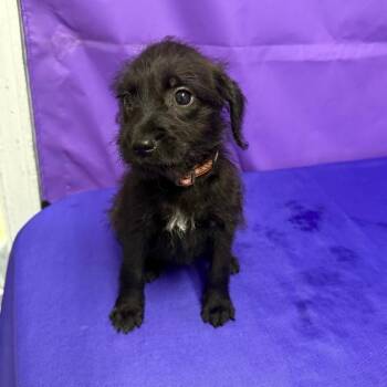 Twyla -  Pit Bull Terrier and Mixed Breed Dog for Adoption in North Myrtle Beach, South Carolina - Twyla | PetCurious