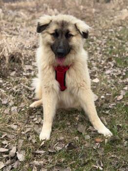 Great Pyrenees and Mixed Breed Dogs Available for Adoption in Savage, Minnesota - Lenox - Foster To Adopt | PetCurious
