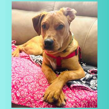 Labrador Retriever and Redbone Coonhound Dogs Available for Adoption in San Antonio, Texas - Clyde | PetCurious