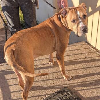 Neagan -  Mixed Breed Dog for Adoption in Philadelphia, Pennsylvania - Neagan | PetCurious