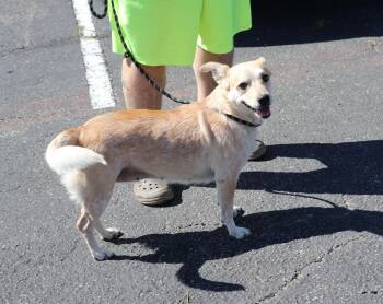 Mixed Breed Dogs Available for Adoption in Pflugerville, Texas - Minerva | PetCurious