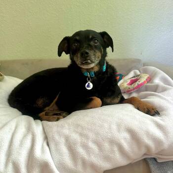 Miniature Pinscher Dogs Available for Adoption in High Ridge, Missouri - Sid | PetCurious