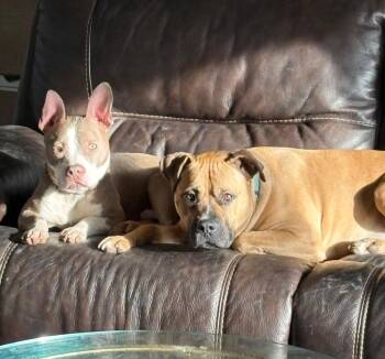 Pit Bull Terrier Dogs Available for Adoption - Ears McGee | PetCurious