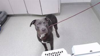 BREWSTER -  Labrador Retriever and Mixed Breed Dog for Adoption in Omaha, Nebraska - BREWSTER | PetCurious