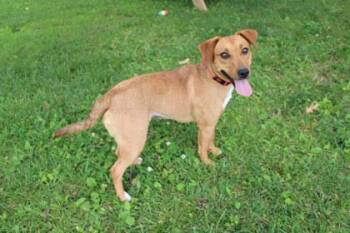 Butterfly -  Shepherd and Mixed Breed Dog for Adoption in Kansas City, Missouri - Butterfly | PetCurious