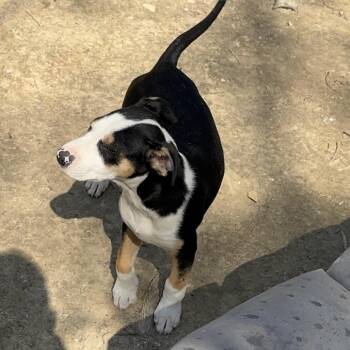 Pit Bull Terrier Dogs Available for Adoption in Centerville, Tennessee - Tressa | PetCurious