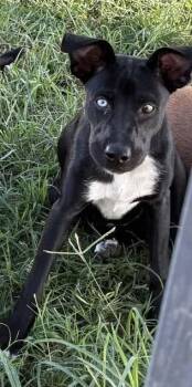 Stella Blue -  Labrador Retriever and Border Collie Dog for Adoption in Grove, Oklahoma - Stella Blue | PetCurious