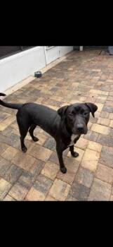Celeste -  Black Labrador Retriever Dog for Adoption in St. Augustine, Florida - Celeste | PetCurious