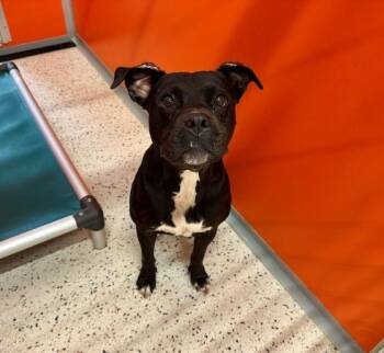 Emmy -  Pit Bull Terrier Dog for Adoption in Providence Forge, Virginia - Emmy | PetCurious