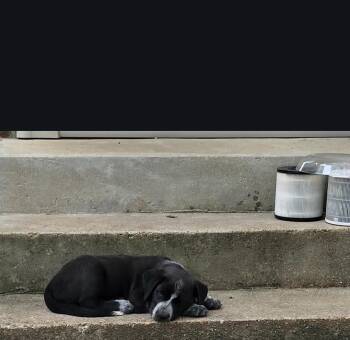 Beau -  Mastiff and Labrador Retriever Dog for Adoption in Colonial Heights, Virginia - Beau | PetCurious
