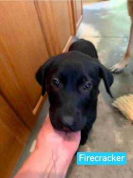 Firecracker (PUPPY) -  German Shepherd Dog and Black Labrador Retriever Dog for Adoption in Greeneville, Tennessee - Firecracker (PUPPY) | PetCurious