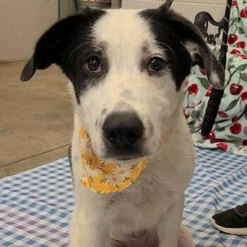 Marbles -  Great Pyrenees Dog for Adoption in Enterprise, Alabama - Marbles | PetCurious