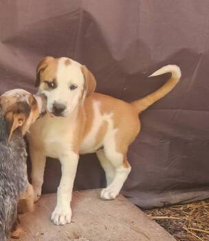 Sugar -  Great Pyrenees Dog for Adoption in Paso Robles, California - Sugar | PetCurious