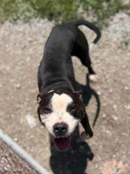 Kody -  Mixed Breed Dog for Adoption in Leitchfield, Kentucky - Kody | PetCurious