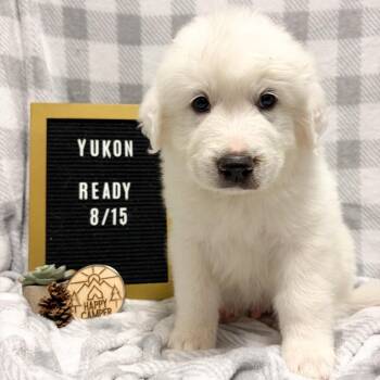 674D (2026) Yukon -  Great Pyrenees and Mixed Breed Dog for Adoption in Parker, Colorado - 674D (2026) Yukon | PetCurious