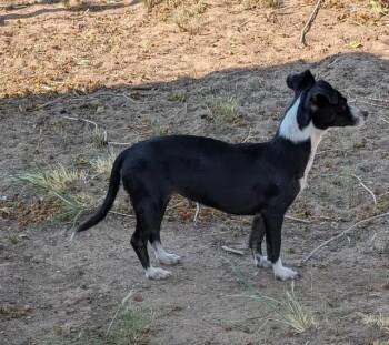 Dora -  Chihuahua Dog for Adoption in Albuquerque, New Mexico - Dora | PetCurious