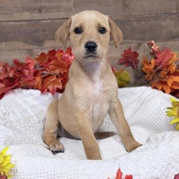Tony -  Mixed Breed Dog for Adoption in Medford, Oregon - Tony | PetCurious