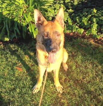 Prince -  German Shepherd Dog Dog for Adoption in Pleasant Grove, California - Prince | PetCurious