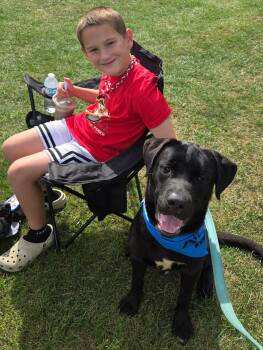 Dewey -  Black Labrador Retriever Dog for Adoption in Buffalo, New York - Dewey | PetCurious