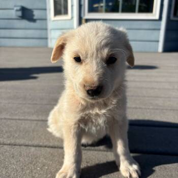 Rescue Labrador Retriever and Mixed Breed Dogs for Adoption in Grand Junction, Colorado - Wally | PetCurious