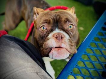 WENDY -  American Bulldog and Mixed Breed Dog for Adoption in Orlando, Florida - WENDY | PetCurious