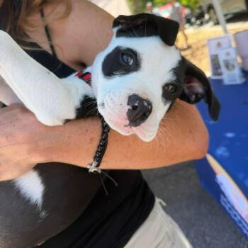 Mixed Breed Dogs Available for Adoption in Wando, South Carolina - Arty | PetCurious