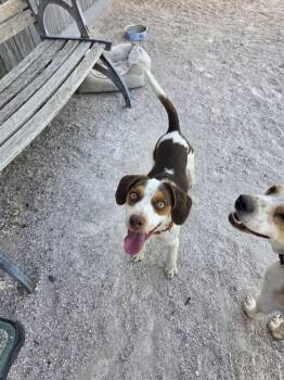 Arlington -  Beagle Dog for Adoption in Las Vegas, Nevada - Arlington | PetCurious