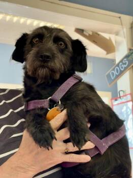 Buddy G -  Schnauzer Dog for Adoption in Evansville, Indiana - Buddy G | PetCurious