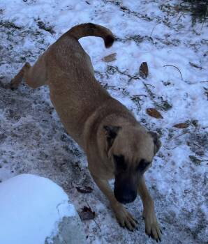 Rescue German Shepherd Dog Dogs for Adoption in Kalkaska, Michigan - Wilma | PetCurious