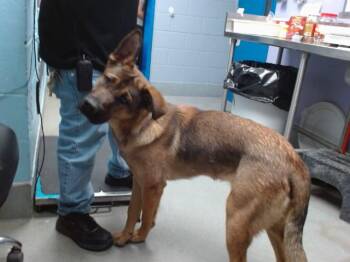 MAX -  German Shepherd Dog and Mixed Breed Dog for Adoption in Albuquerque, New Mexico - MAX | PetCurious