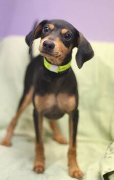 Serenity in NH. Come Meet our Adoptable Dogs Wednesday-Saturday. -  Chihuahua Dog for Adoption in Manchester, New Hampshire - Serenity In NH. Come Meet Our Adoptable Dogs Wednesday-Saturday. | PetCurious