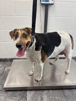 Annie -  Terrier Dog for Adoption in Oxford, North Carolina - Annie | PetCurious