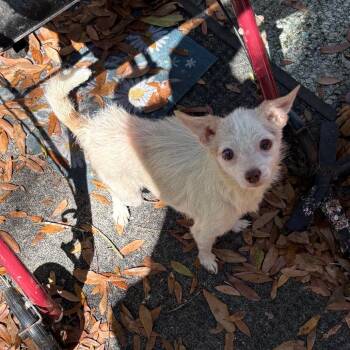 Mixed Breed Dogs Available for Adoption - Althea | PetCurious