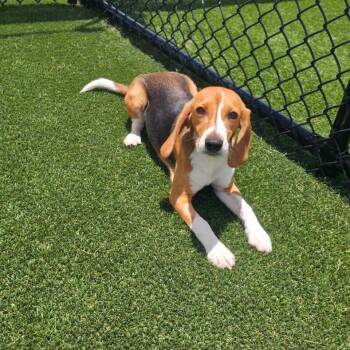 Kylie 6614 aka Shay -  Beagle Dog for Adoption in Loxahatchee Groves, Florida - Kylie 6614 Aka Shay | PetCurious