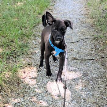 Rescue Terrier and Feist Dogs for Adoption in Chattanooga, Tennessee - Flopsy | PetCurious