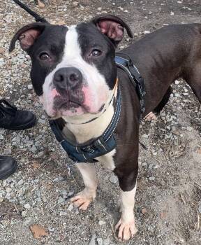 American Bulldog Dogs Available for Adoption - Big Boy | PetCurious