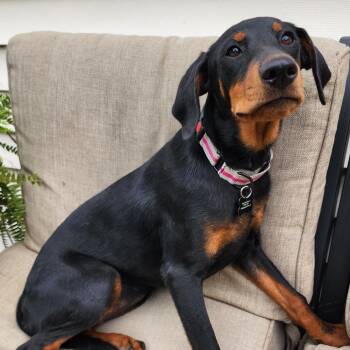 Lotus -  Doberman Pinscher and Vizsla Dog for Adoption in Ferndale, Michigan - Lotus | PetCurious
