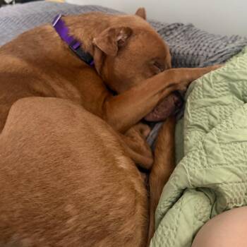 Mixed Breed Dogs Available for Adoption in Philadelphia, Pennsylvania - Zamboni | PetCurious