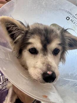 Frank -  Australian Shepherd and Mixed Breed Dog for Adoption in Merriam, Kansas - Frank | PetCurious