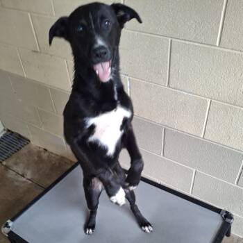 Rescue Black Labrador Retriever and Mixed Breed Dogs for Adoption in Wantagh, New York - Ed | PetCurious