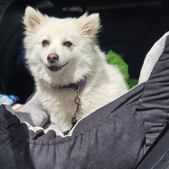 Pomeranian Dogs Available for Adoption in Las Vegas, Nevada - Ruby | PetCurious