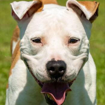 Rescue Mixed Breed Dogs for Adoption in Myrtle Beach, South Carolina - Sage | PetCurious