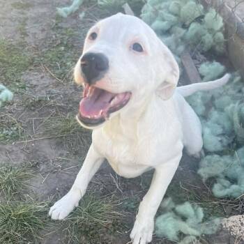 Labrador Retriever Dogs Available for Adoption - Bluey | PetCurious