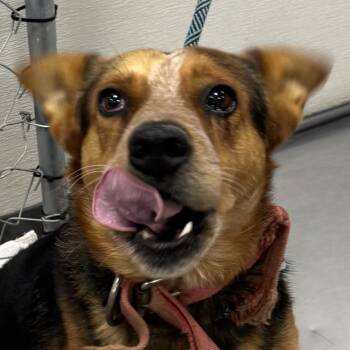Scrafy -  Mixed Breed Dog for Adoption in Las Cruces, New Mexico - Scrafy | PetCurious