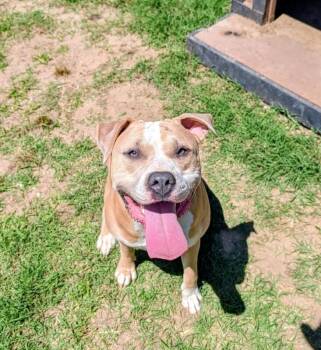 Tillie -  Pit Bull Terrier Dog for Adoption in Colonial Heights, Virginia - Tillie | PetCurious