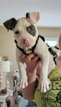 BANKSY -  American Bulldog Dog for Adoption in Thompson, Pennsylvania - BANKSY | PetCurious