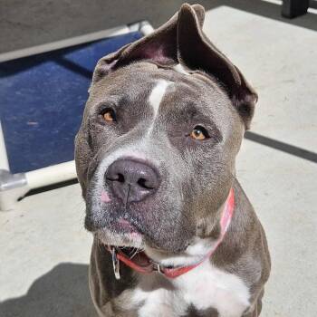 Hondo -  Pit Bull Terrier Dog for Adoption in Klein, Texas - Hondo | PetCurious