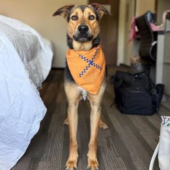 Goose McGraw Wingman Best Boy -  German Shepherd Dog Dog for Adoption in Friendswood, Texas - Goose McGraw Wingman Best Boy | PetCurious